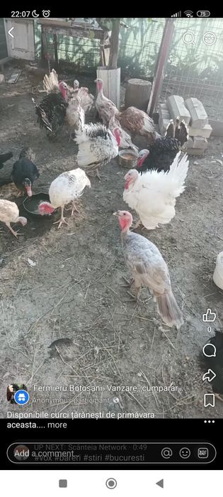 Curci și curcani de țară, linie se expoziție, Red Burbon, Royal , Bronz