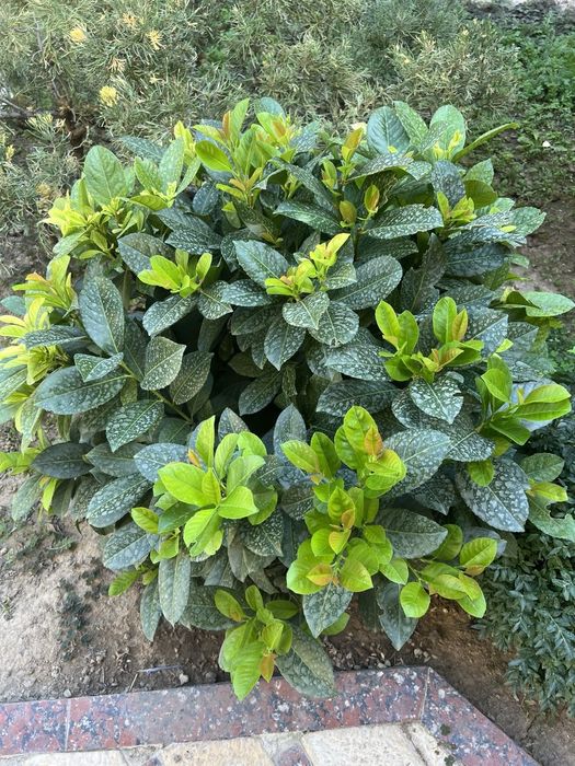 Лавровишня (Новида)
Италия оригинал.
Баландлиги-80см.
Эни-85см.
Нархи-