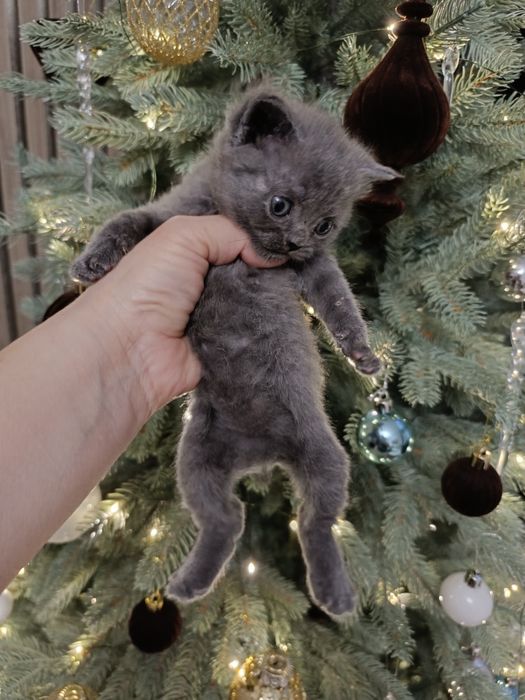 Продам котят британцев