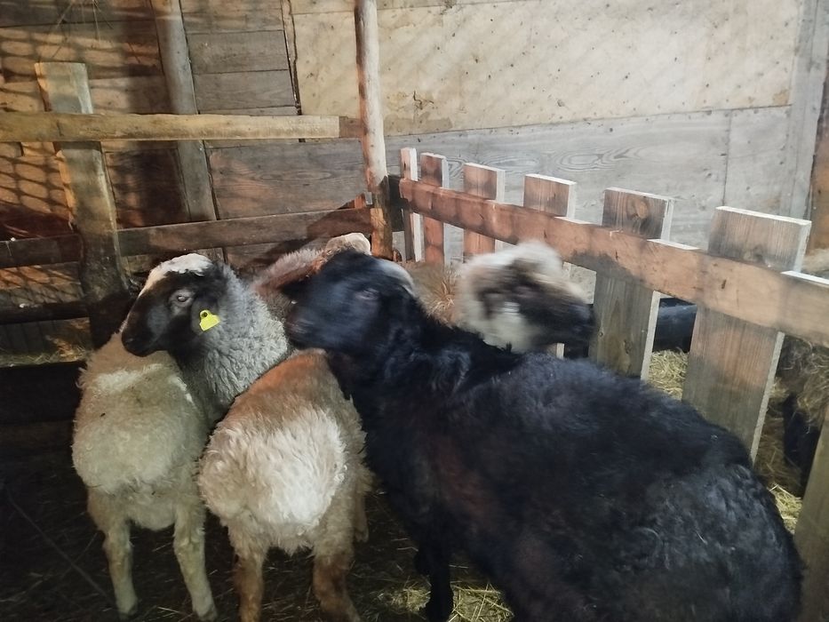 Еркек токтылар жемделген