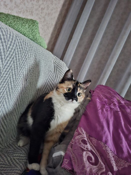 Кошка трехцветная