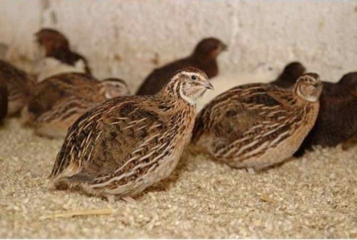 Bedana yapon mojor beli gigant bedana lari bor tuxumi joʻjasi 1 oylgi