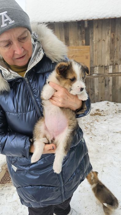 Отдам щенка 2 месяца