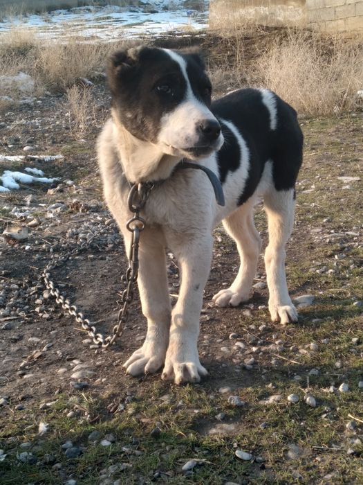 Алабай 3айлык каспи ред бар