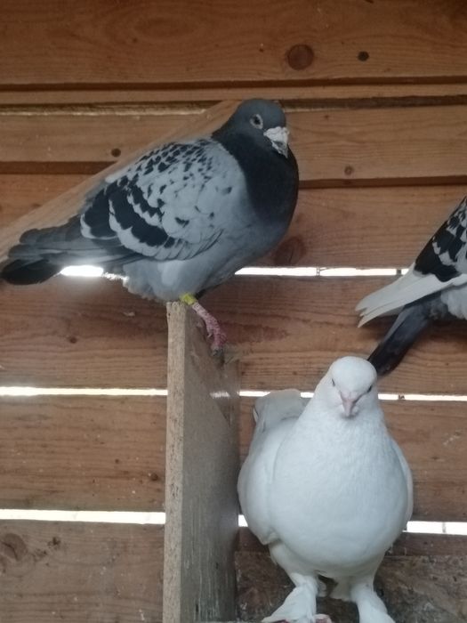 Porumbei diferite rase