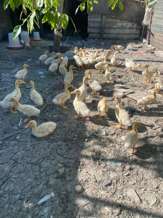 Rate pekin 2si 3 saptamani