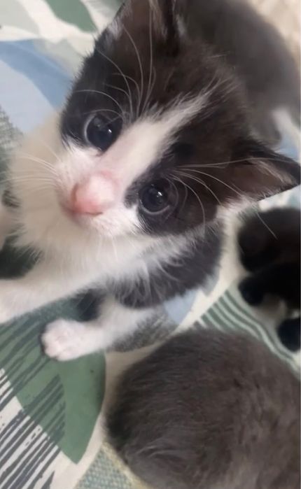 Pui de pisicuțe iubitoare spre adopție