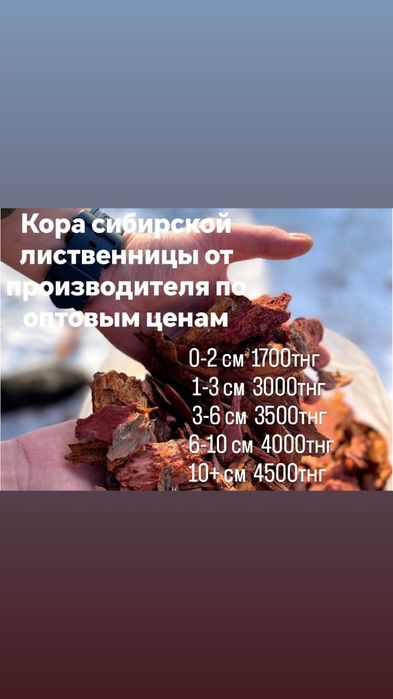 Кора лиственницы оптом