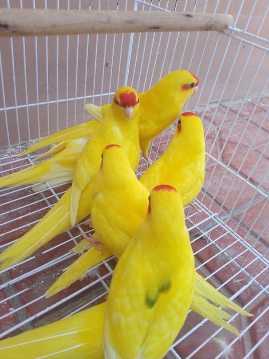 Какарик попугай