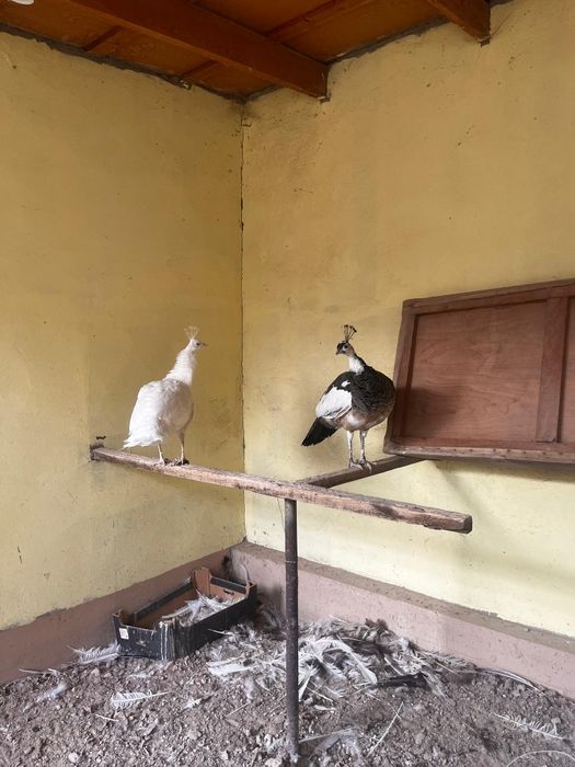 Павлин белая и арлекина