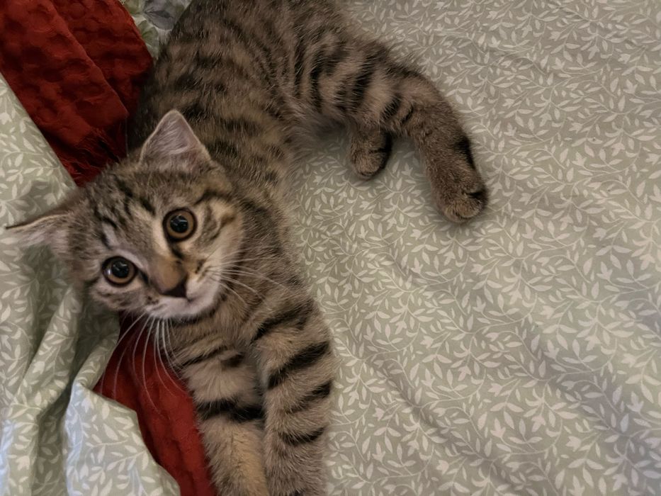 Zotdor mushuk (scottish fold)