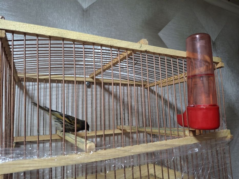 Каралёк птиц продаётся