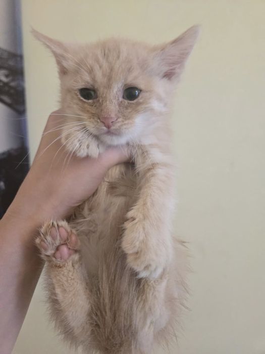 Котята в добрые руки!