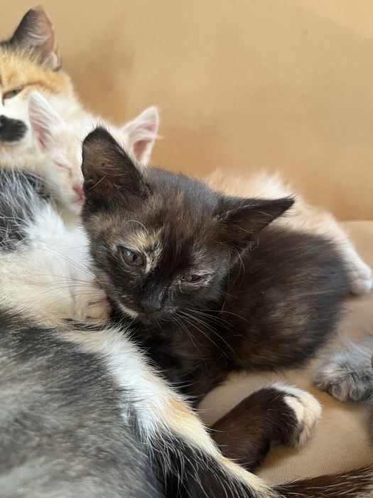 Котята двухмесячные