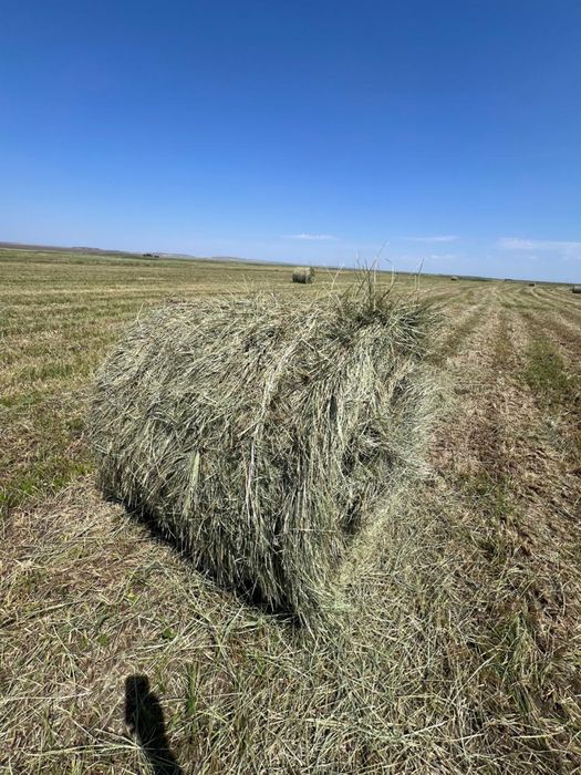 продам сено рулонное