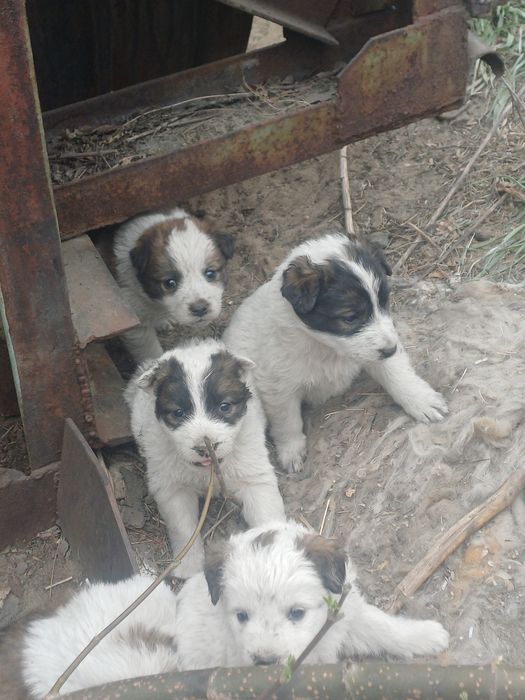 Отдам щенков в добрые руки