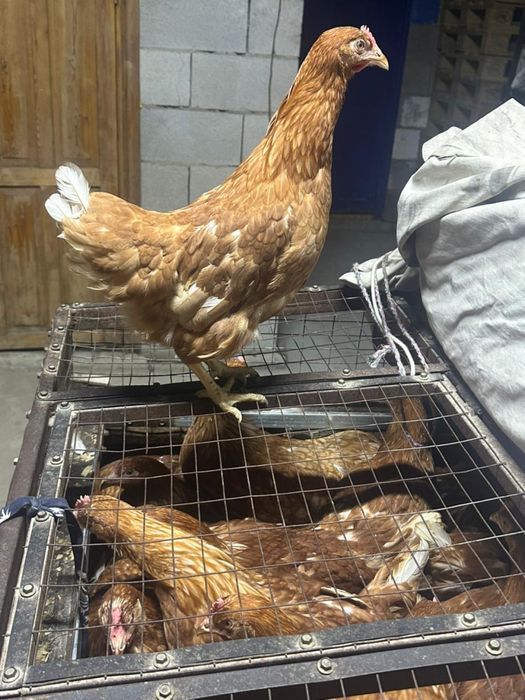 Куры Ломан Браун