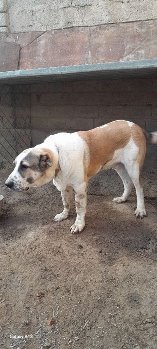 Ит сотилади она ва бола