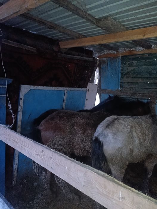 Продам лошадь жирного