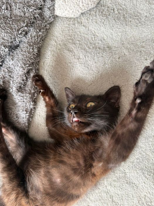 кота отдам даром, малыш на передержке