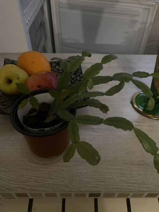 Цветы комнатные  разные ухоженные