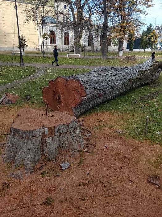 Косене на тревни площи, рязане на дървета и почистване на дворове – Варна