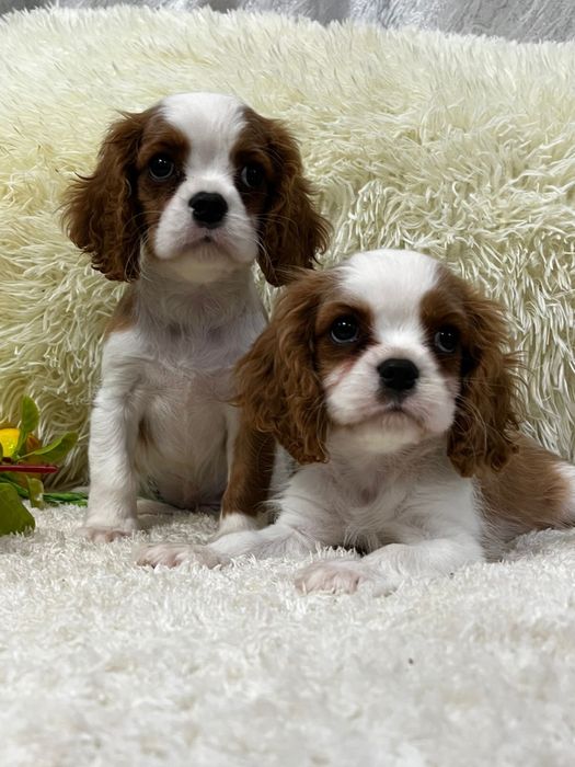 Шикарные щенки кавалер кинг чарльз спаниель