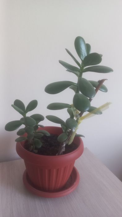 Денежное дерево цветок