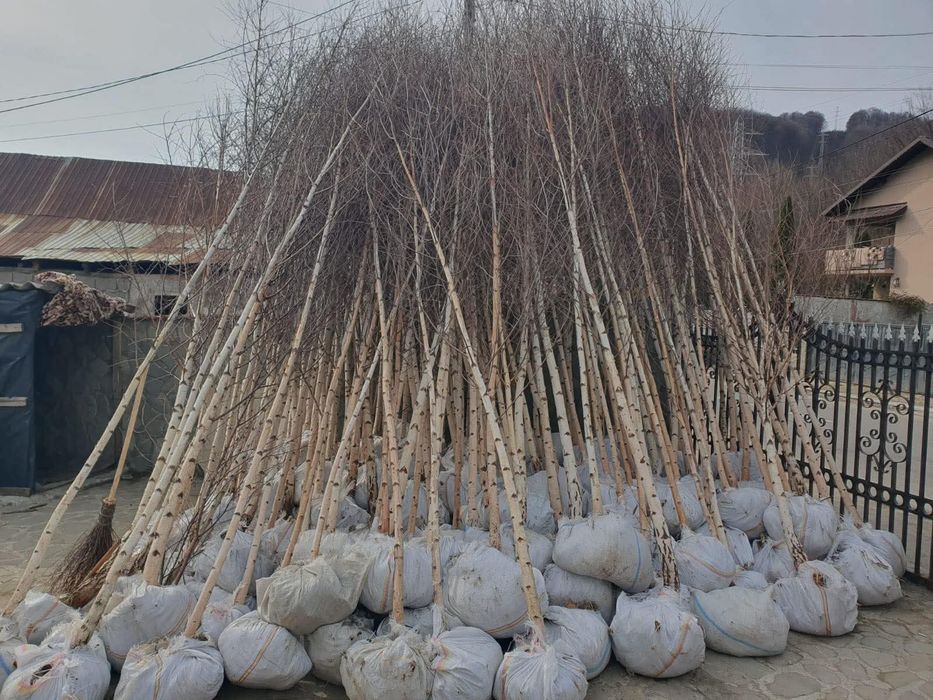Mesteacăn cu coajă albă 2.3m