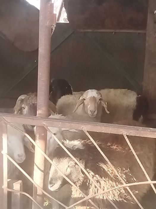Қой, баран, соғым