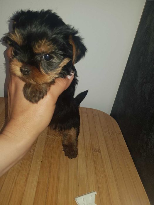 Йоркита сладки мъници