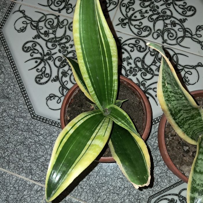 Домашние цветы Мырзакент