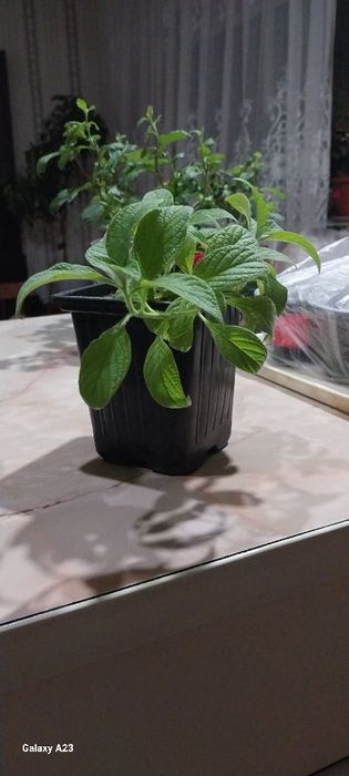 Продам гелеотроп