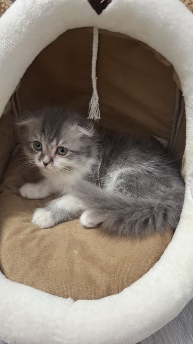 Хэйланд фолд мушук