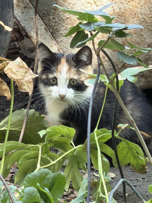 Котята трех цветноые