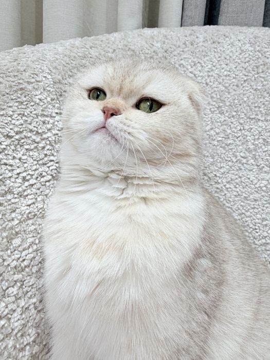 Кошка скотиш фолд