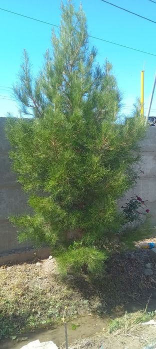 Продам сосны от двух до пяти метров