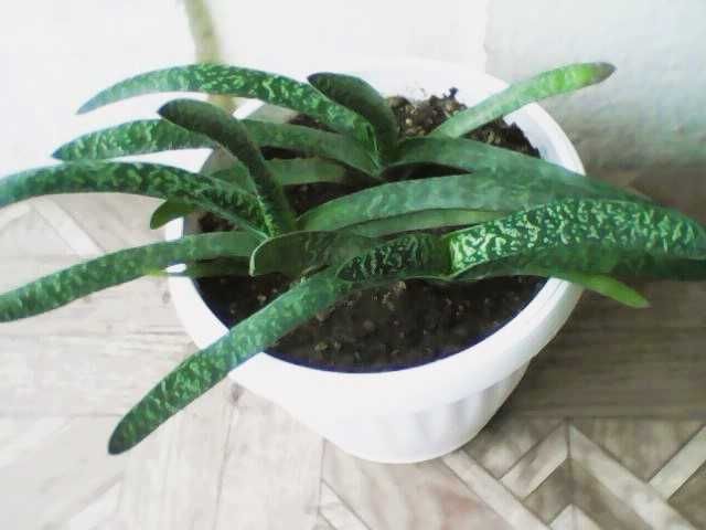 Продавам сукулент от вида "Гастерия"