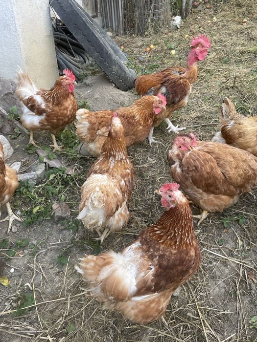 Vand gaini si cocosi de casa