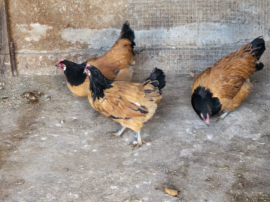 Куры породы  форверк