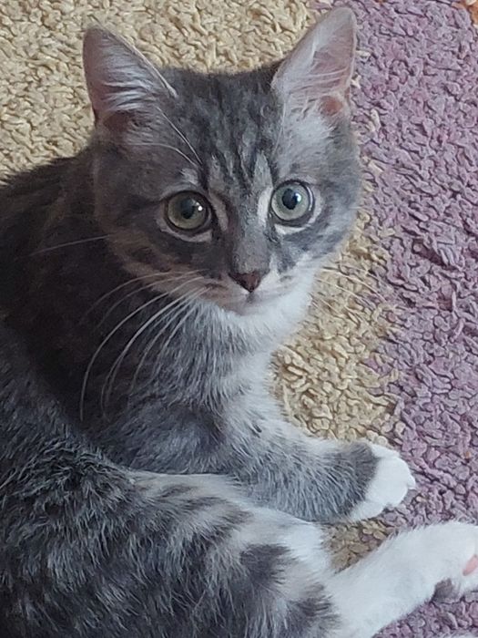 Отдам котёнка в добрые руки