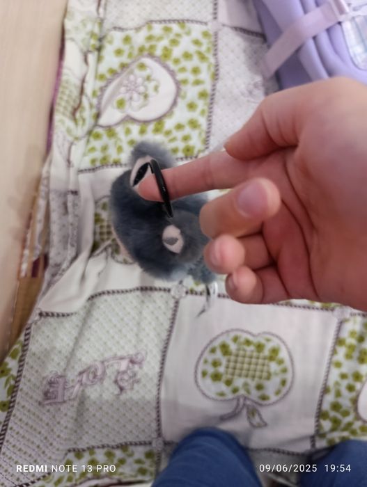 Секретная лабуба