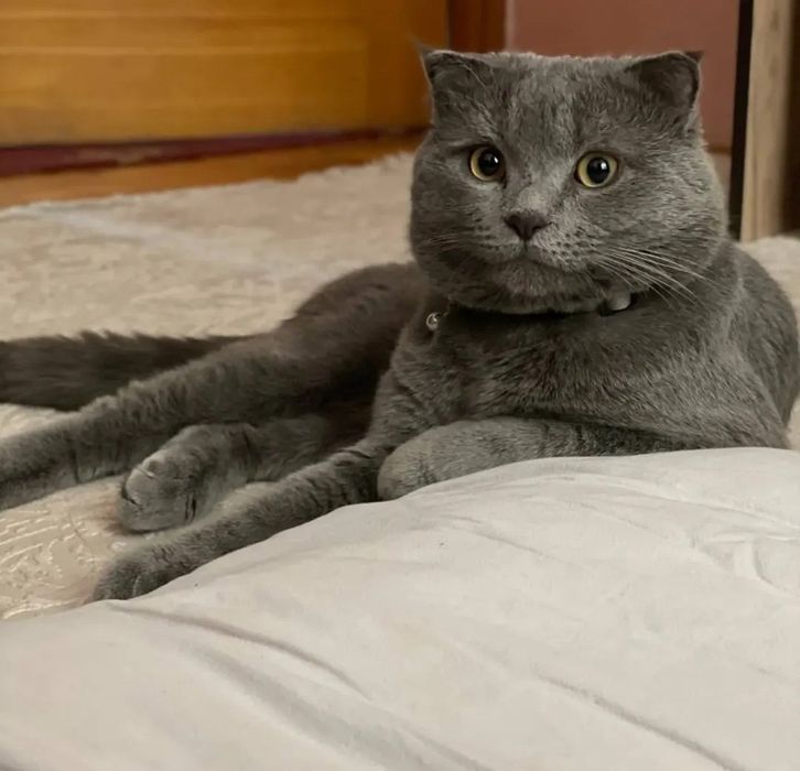 ВЯЗКА! Британская парода эркак мушук
Айол мушуклариз буса кушиш уч