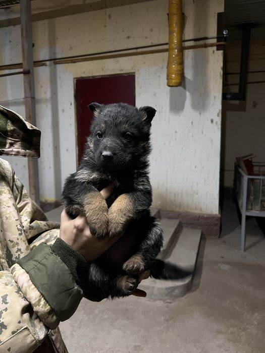 Щенки немецкой овчарки
