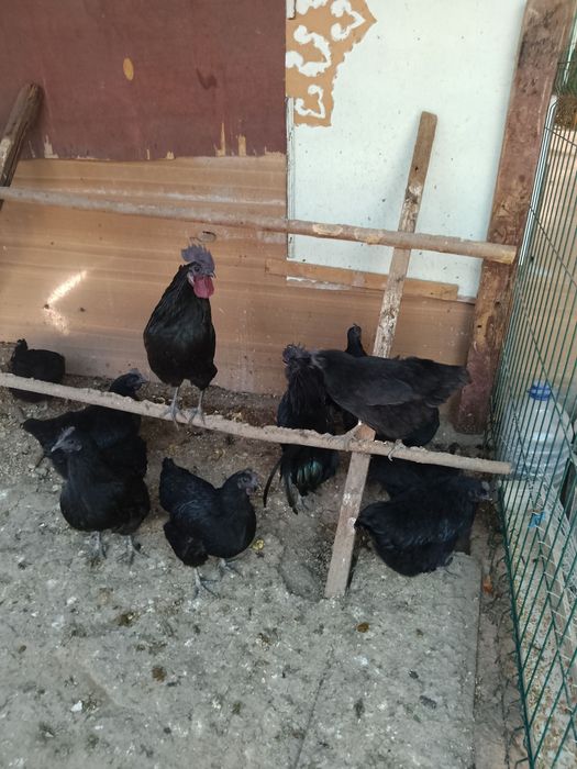 Uhayu tovuqlari sotiladi