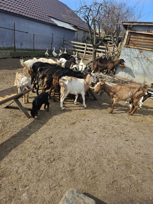 Vand urgent 15 capre cu iezi