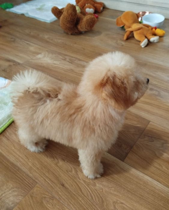 Пудел Мини -момченце