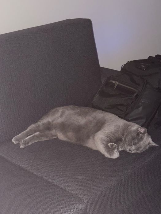 Британский Короткошерстный кот