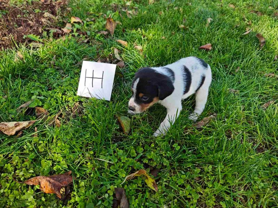 Подарявам кученца на 50 дни с поставена първа ваксина гр. Хасково