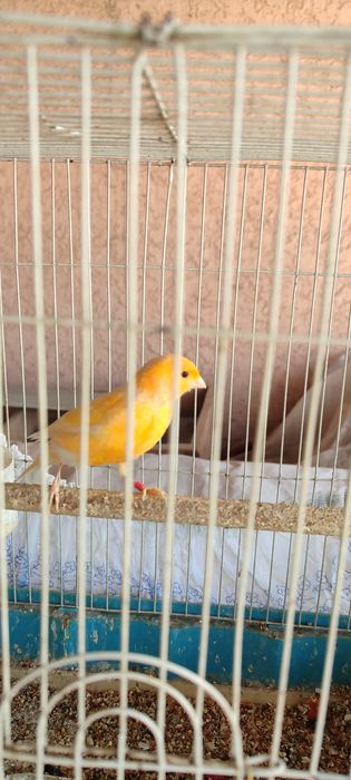 Конарейка самец,.